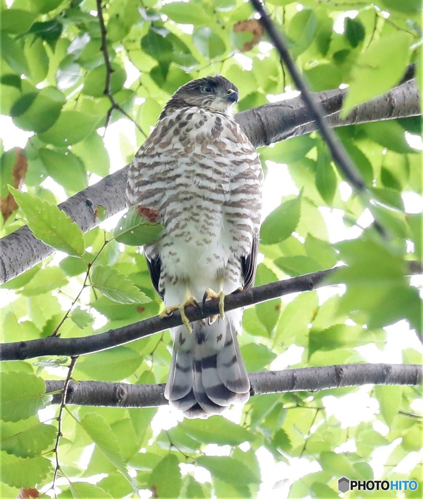 ツミさん・三兄弟②。