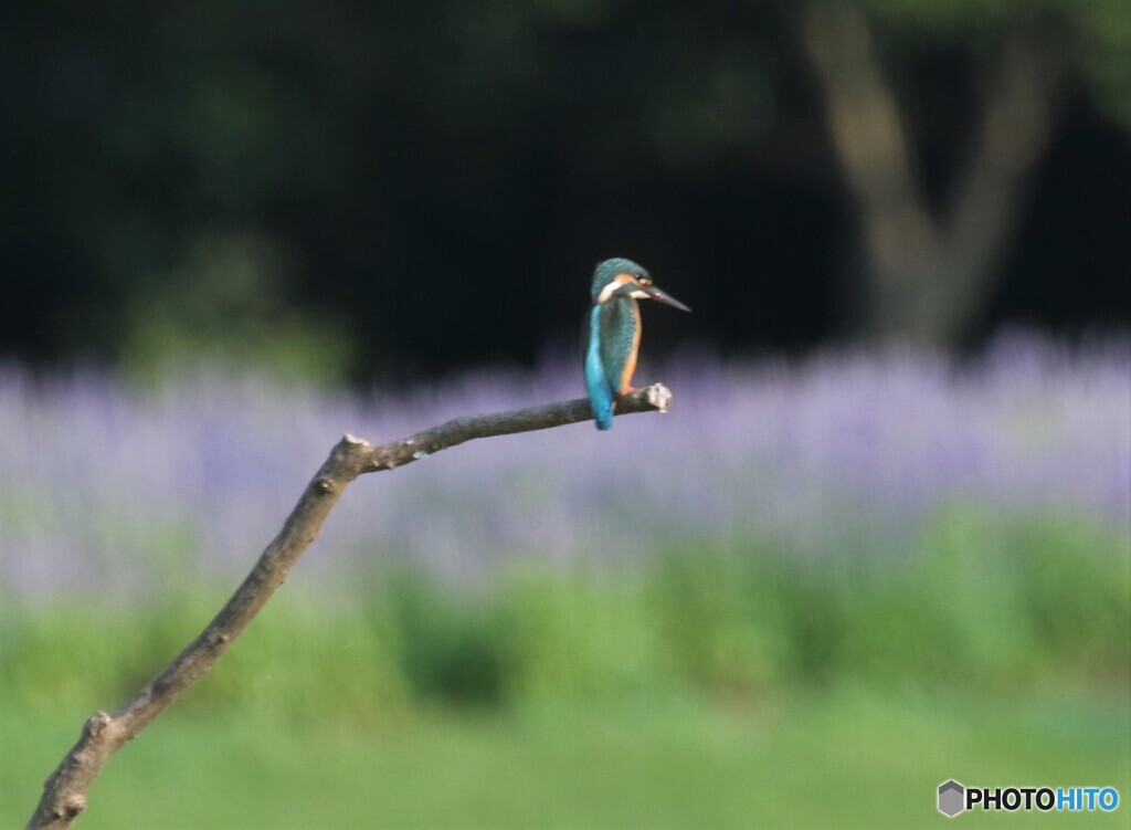 ブルーサルビアの花。