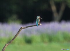 ブルーサルビアの花。