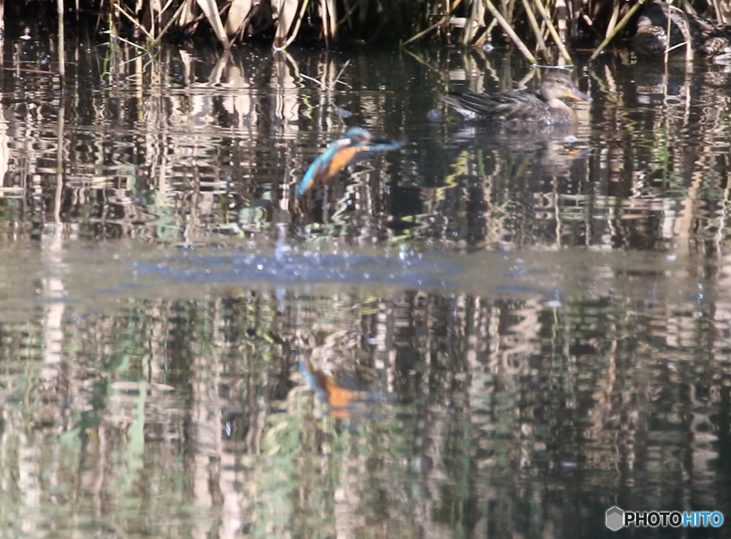 ピンボケのカワセミさん。