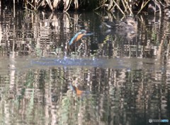 ピンボケのカワセミさん。