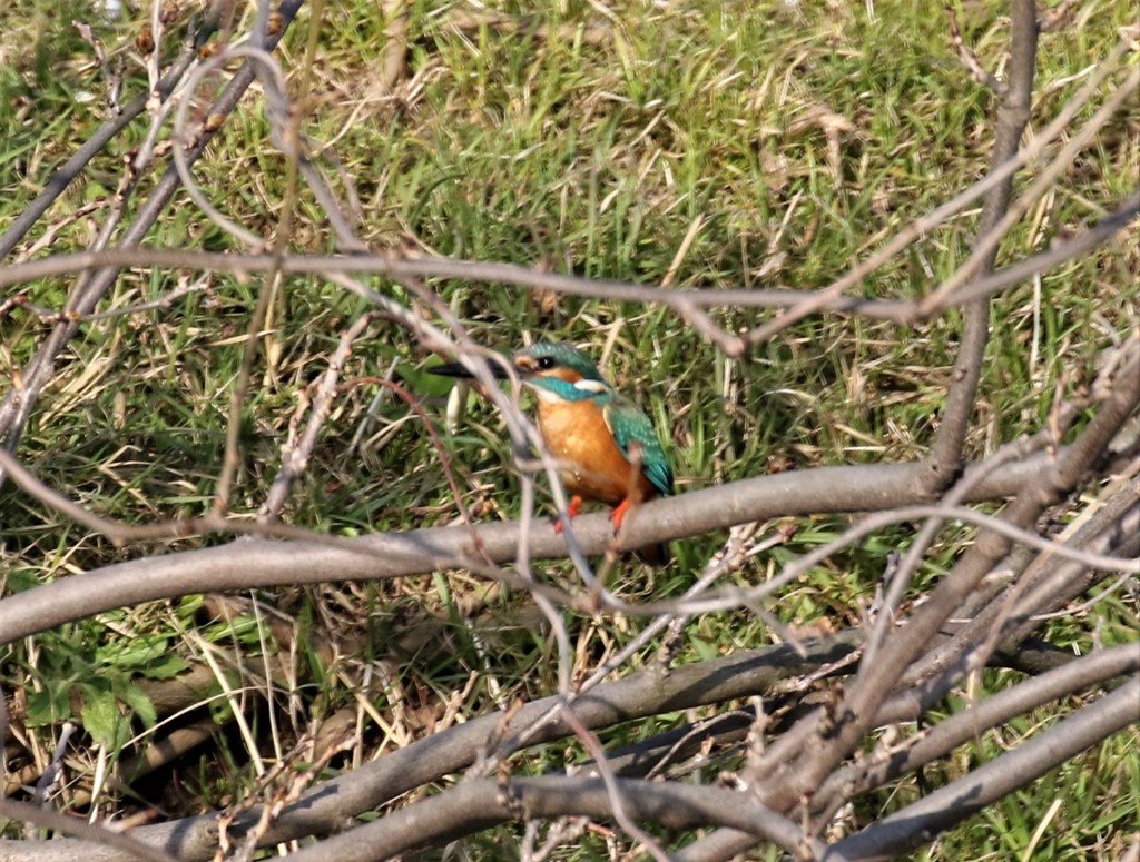お食事中です。