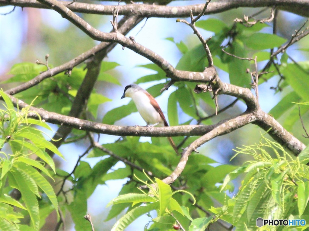チゴモズさん。