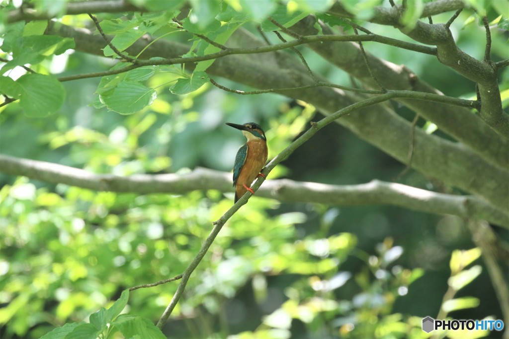 カワセミくん。