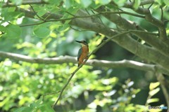 カワセミくん。