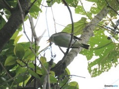 イイジマムシクイさん。
