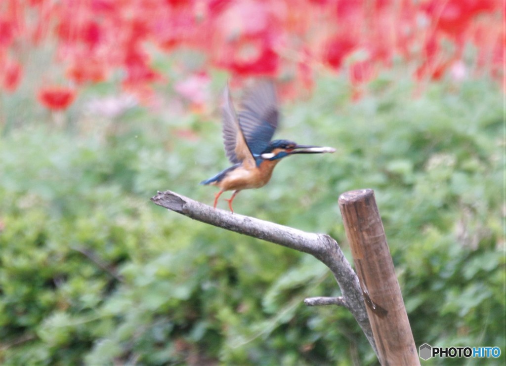 カワセミさん。