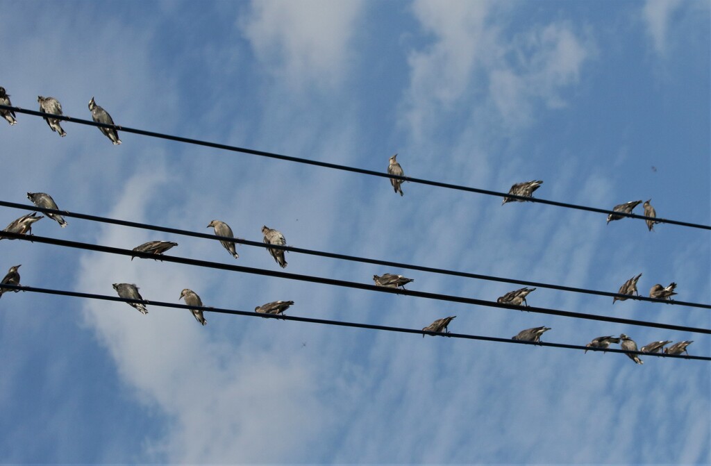 ムクドリさん。