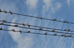 ムクドリさん。