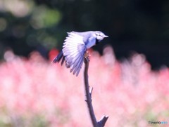 いざ～