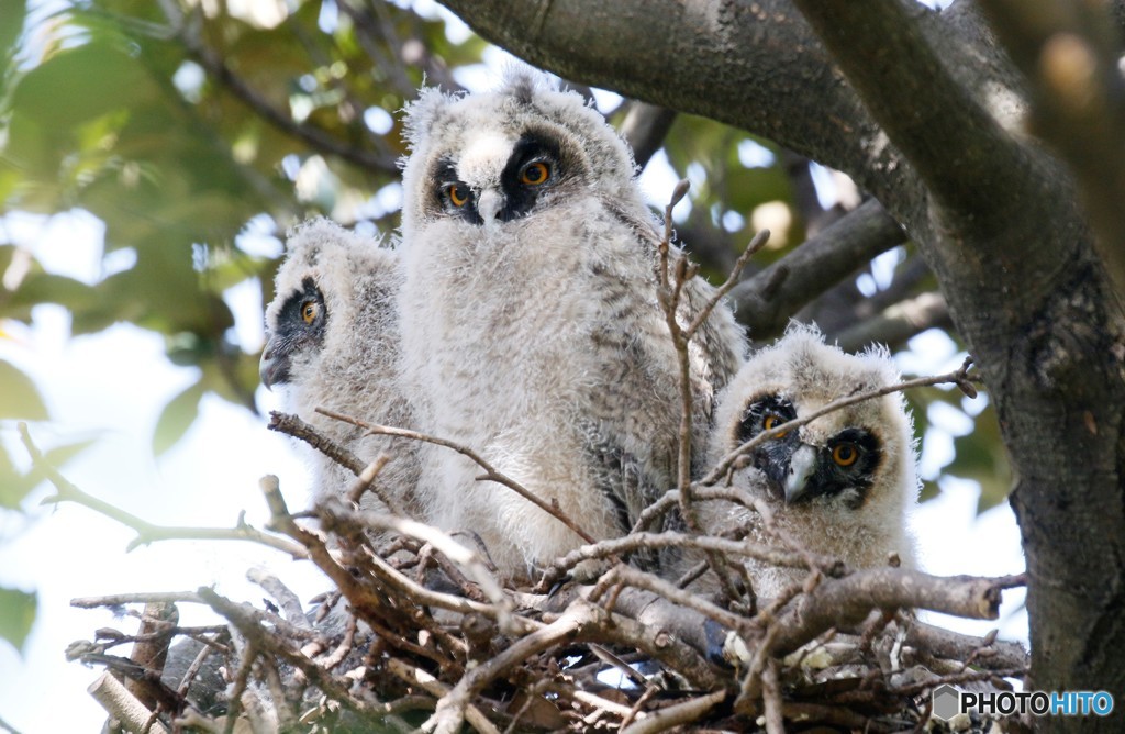 トラフズクさんのヒナ。
