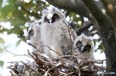 トラフズクさんのヒナ。
