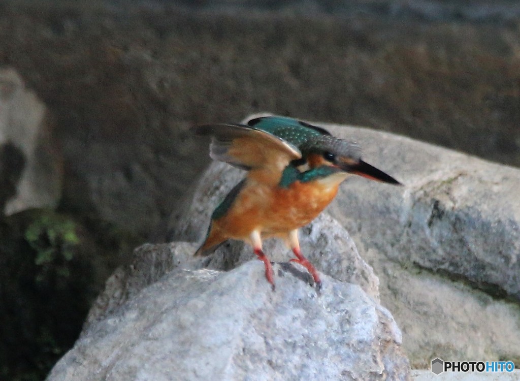 午後のカワセミさん。