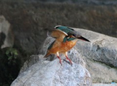 午後のカワセミさん。