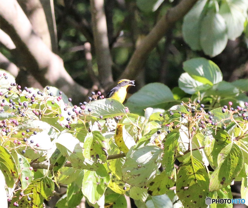 キビタキさん。