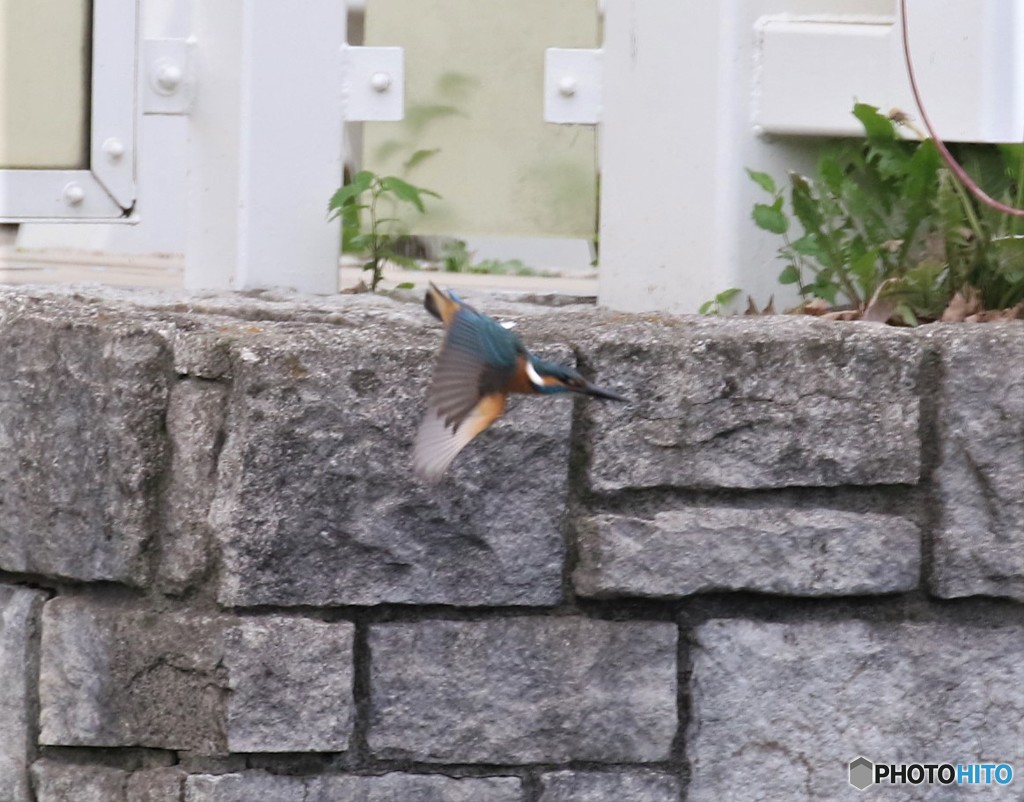 カワセミさん。