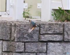 カワセミさん。