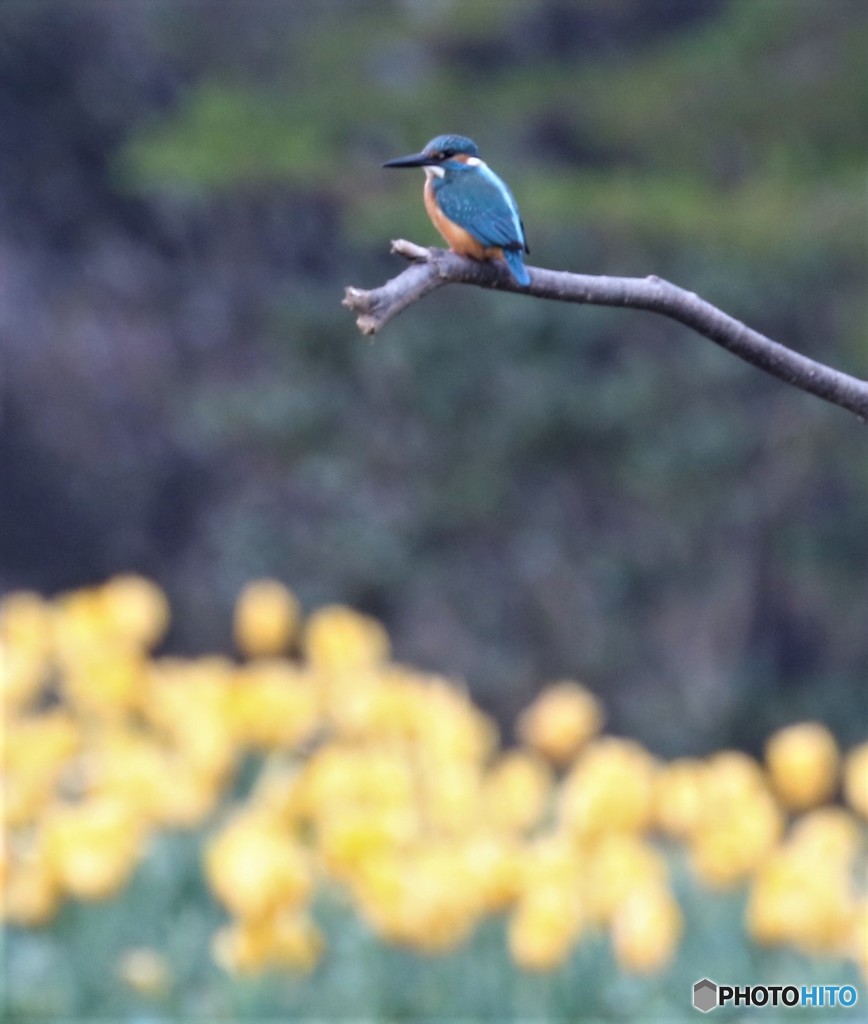 ピンボケさん⑤。