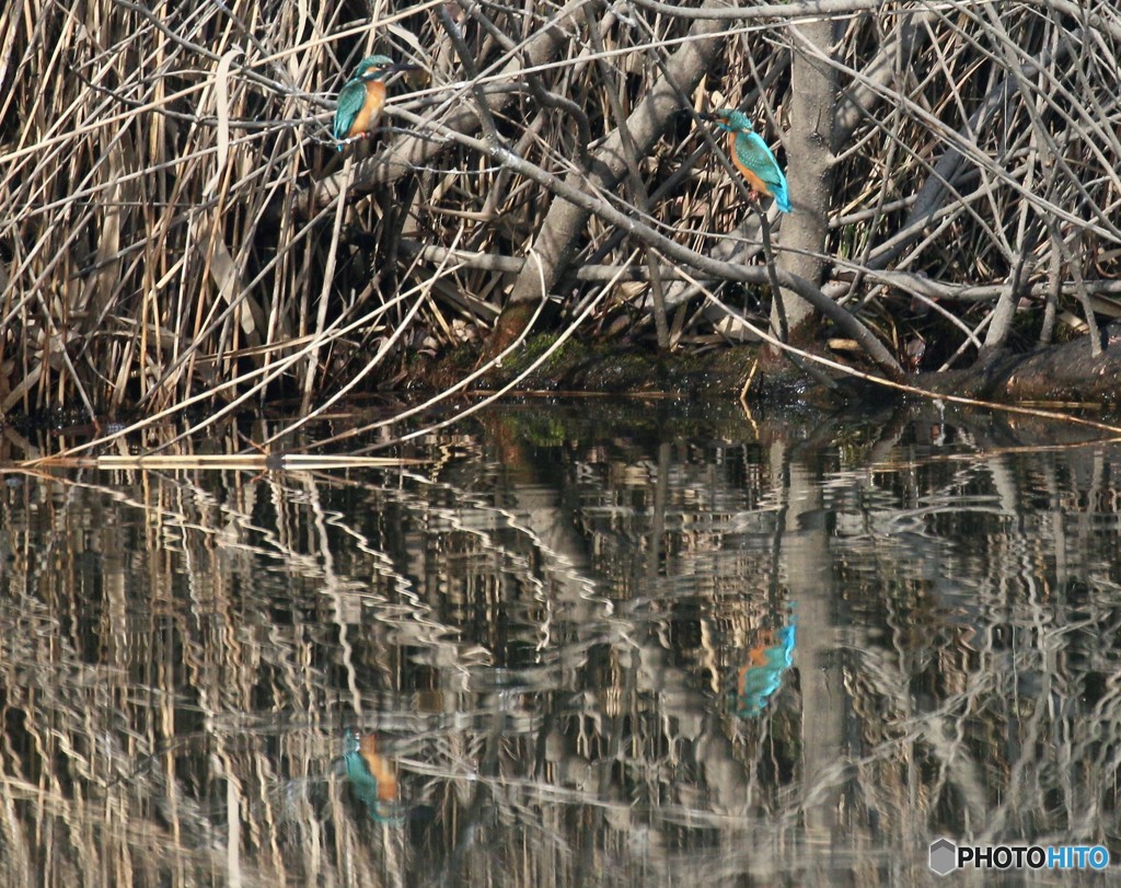 見つめ合う２羽。