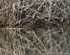 見つめ合う２羽。