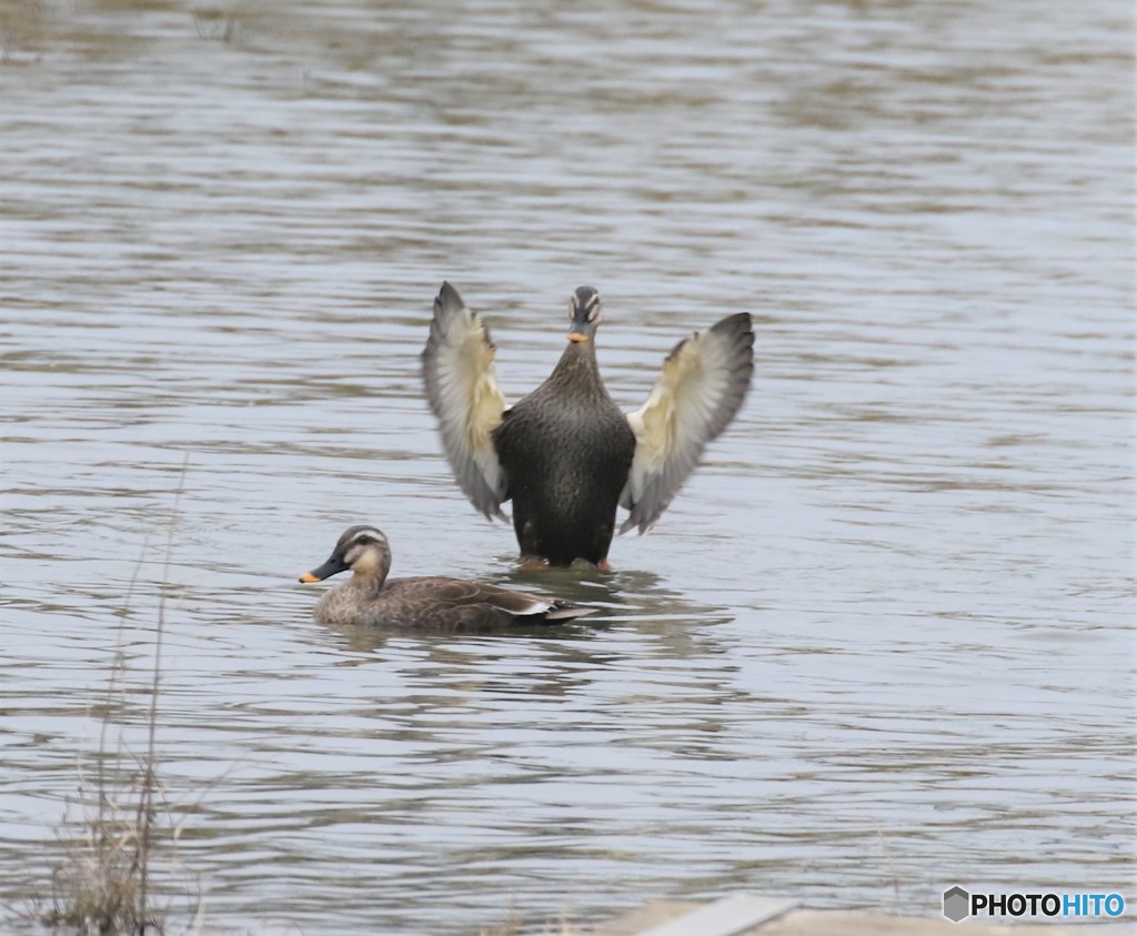 カルガモさん。②
