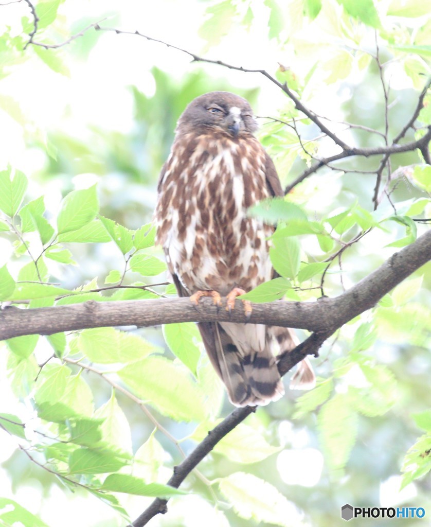 アオバズクさん。