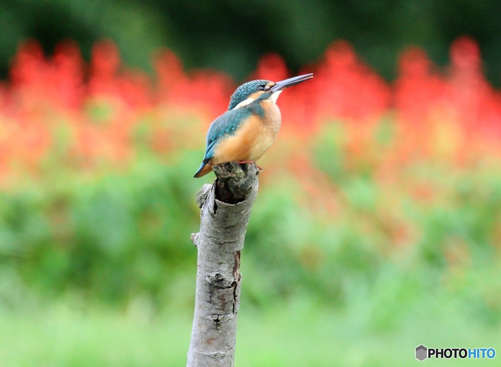 カワセミさん。