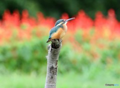 カワセミさん。