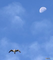 月に野鳥さん。