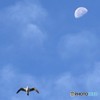 月に野鳥さん。