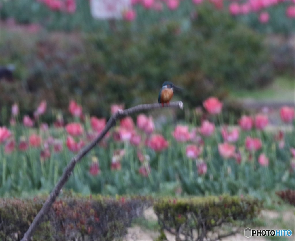 ピンボケさん①。