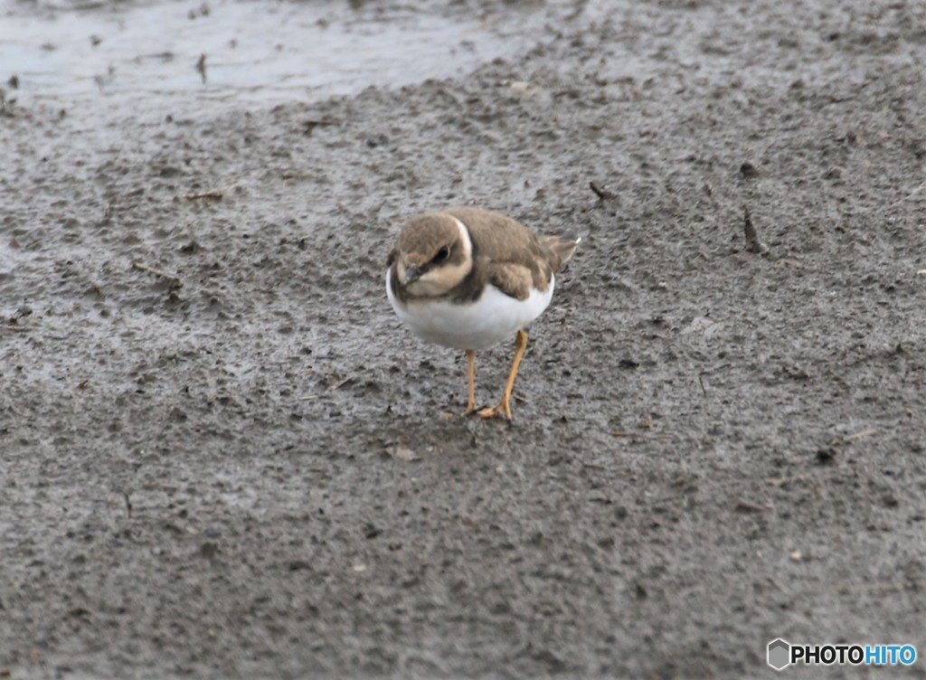 コチドリさん。