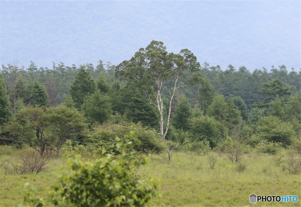小田代原の貴婦人。