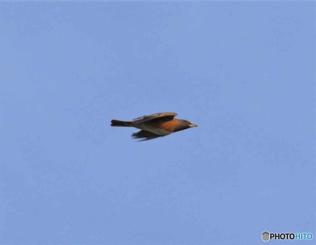 アカハラさん。②