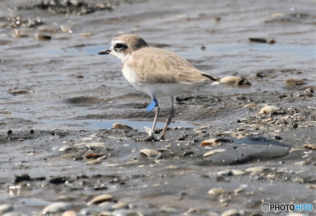 シロチドリさん。標識着き。