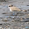シロチドリさん。標識着き。