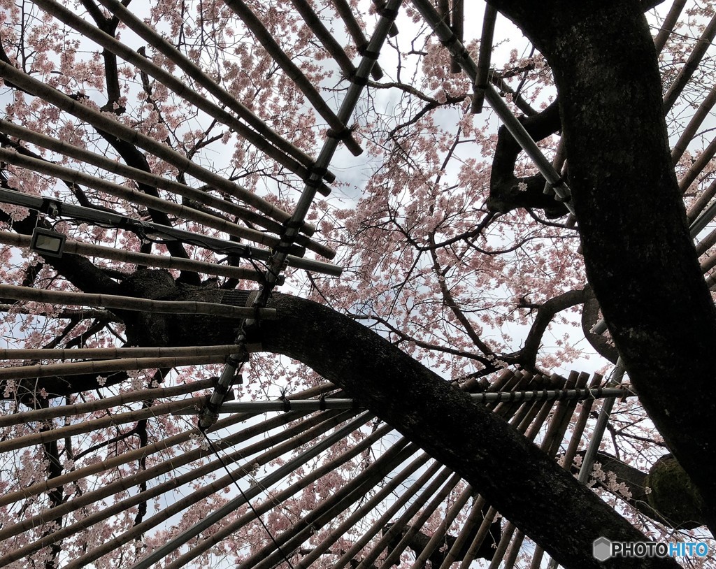 江戸彼岸桜。