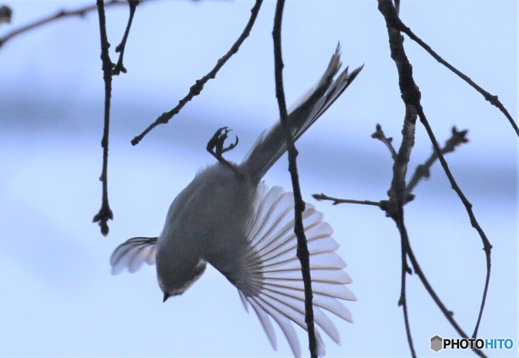 令和元年最後の鳥見鳥撮り③。