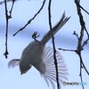 令和元年最後の鳥見鳥撮り③。