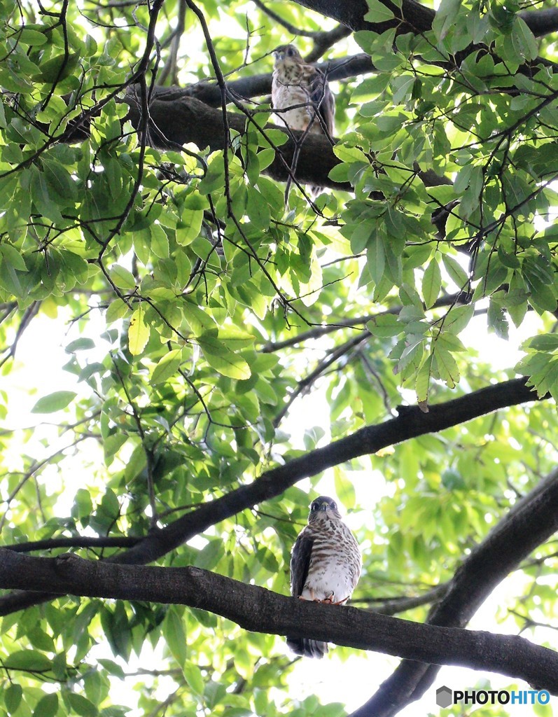 ツミさんの幼鳥。