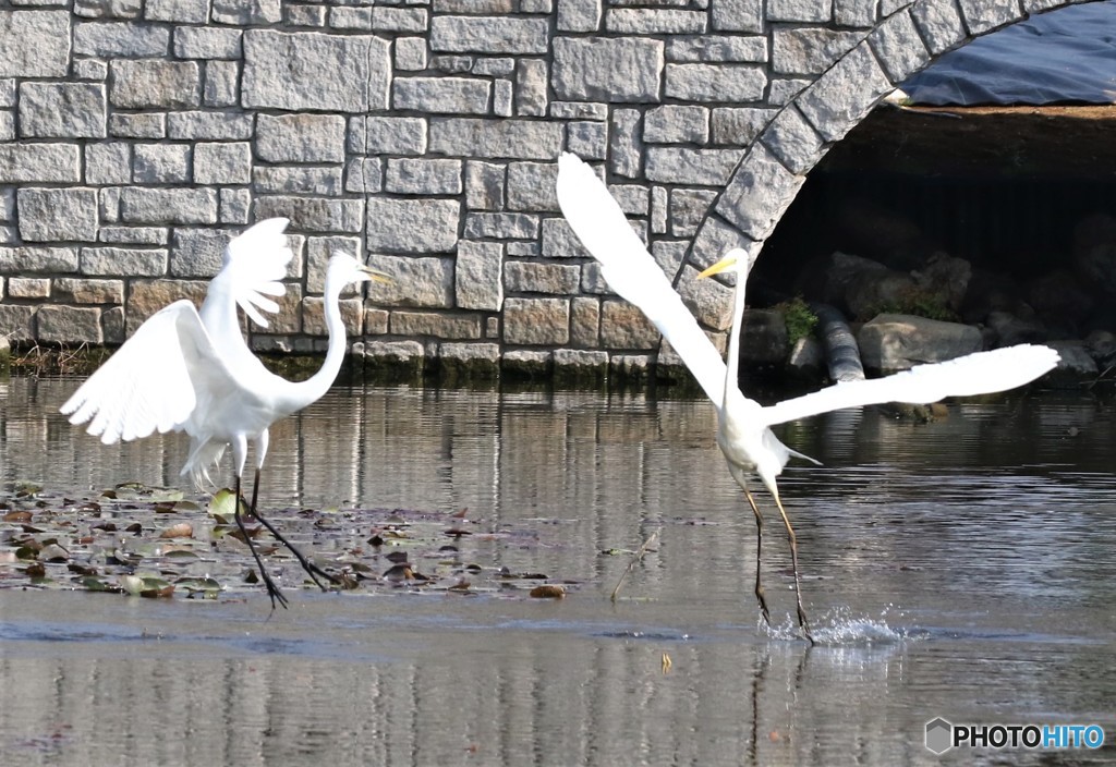 ダイサギの舞い。