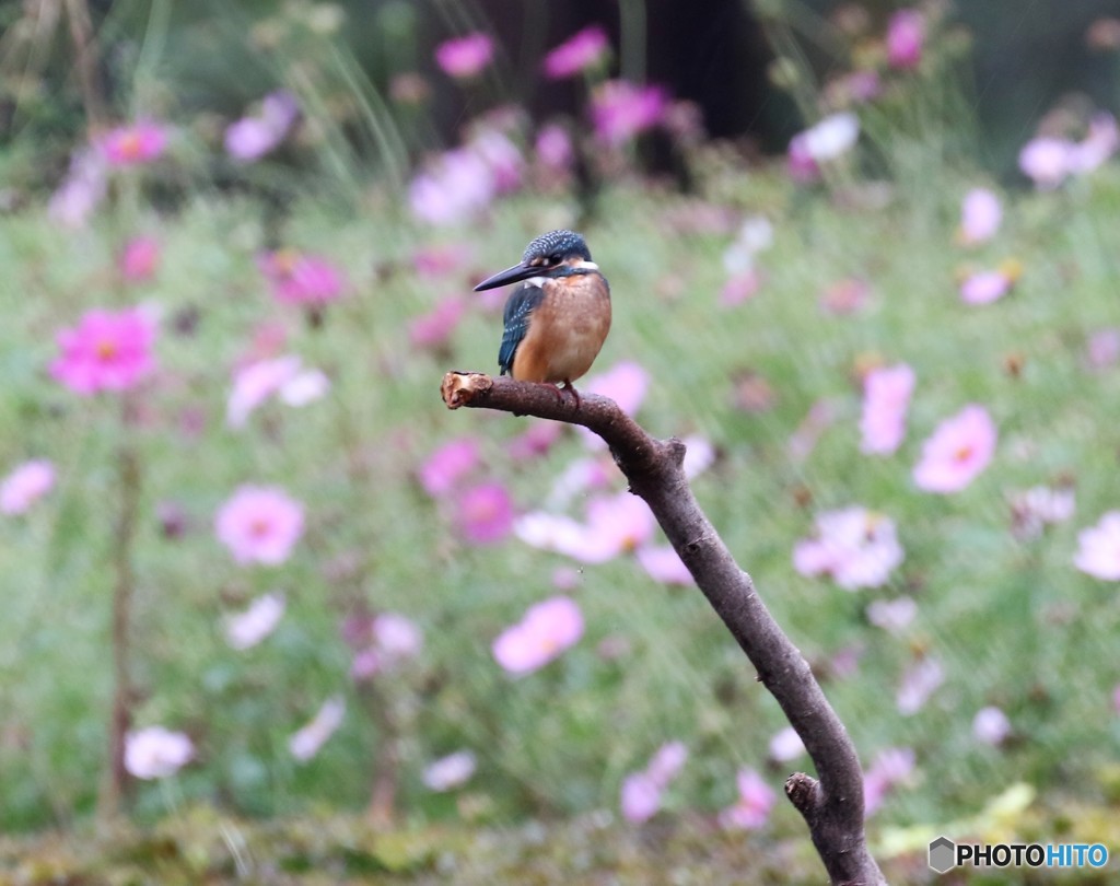 カワセミくんとそろそろ終わりになってきたコスモスの花。