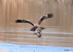 トビさん、大物をゲットしました。