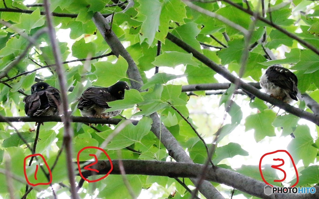 アオバズク・３兄弟。