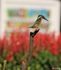 カワセミさんと自動販売機とサルビアの花。