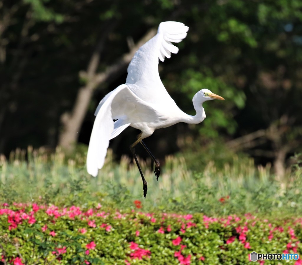 ダイサギさん。