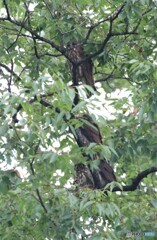 アオバズクさん・御一家。