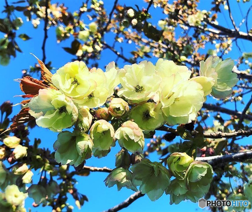 御衣黄桜。