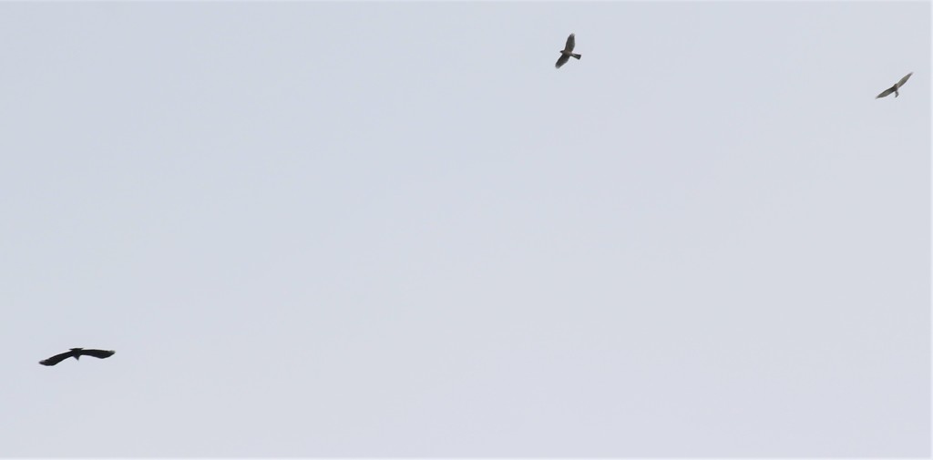 ハシブトガラスさんと小型猛禽類さん。