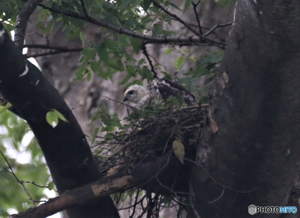 ツミさんのヒナちゃん。